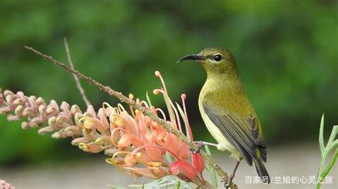 夢到養鳥|周公解夢夢見鳥